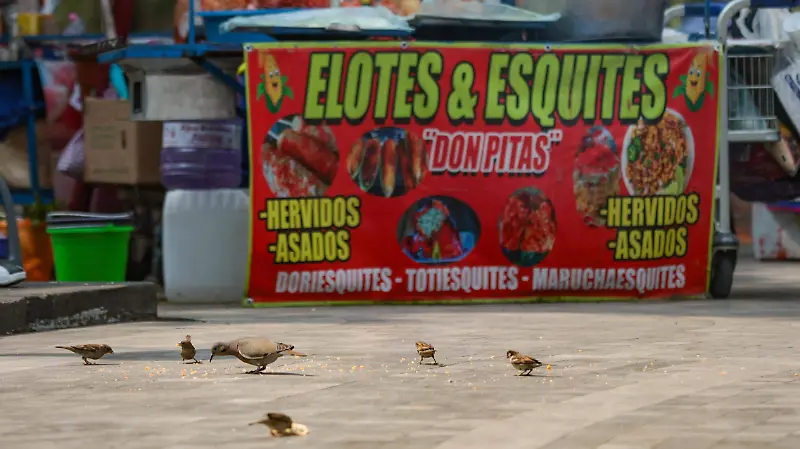 AVES